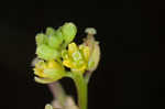 Southern marsh yellowcress